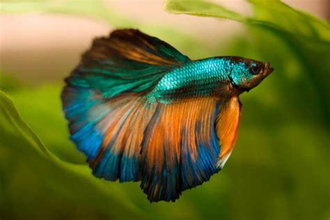 peixe beta|Peixe Beta: Dicas de Cuidados e Como Evitar Brigas no Aquário.